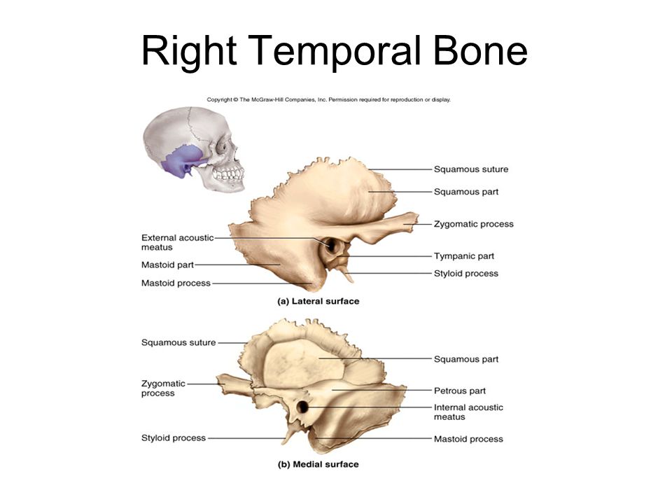 Изменения височной кости. Височная кость анатомия строение. Petrous Part of the temporal Bone. Чешуя височной кости. Каналы височной кости картинки.
