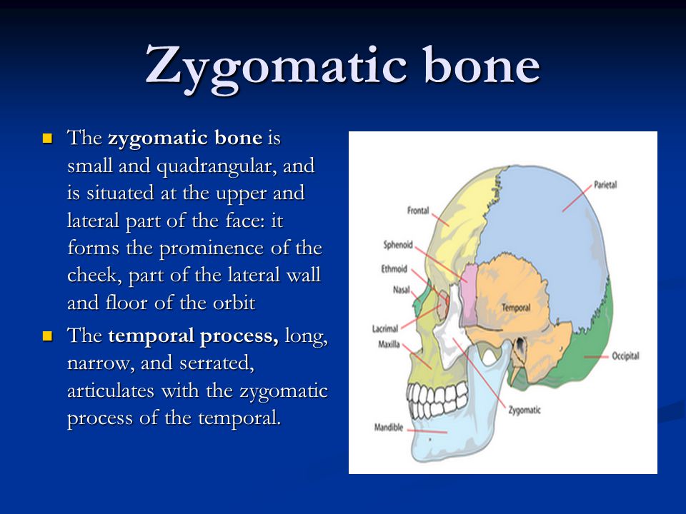 Zygomatic bone