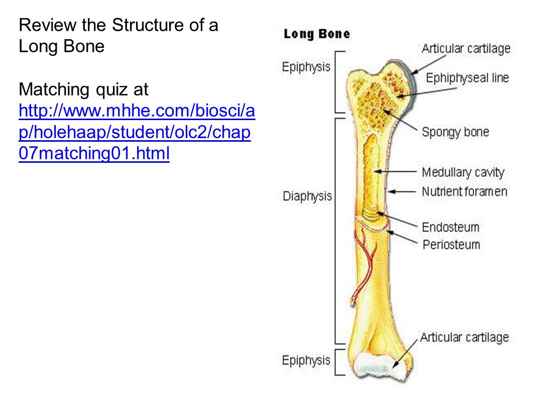 Long bone. Большеберцовая кость диафиз метафиз. Трубчатая кость диафиз и эпифиз. Строение кости Апофиз. Бедренная кость диафиз эпифиз метафиз.