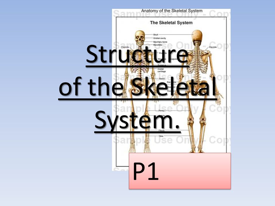 Structure of the Skeletal System.