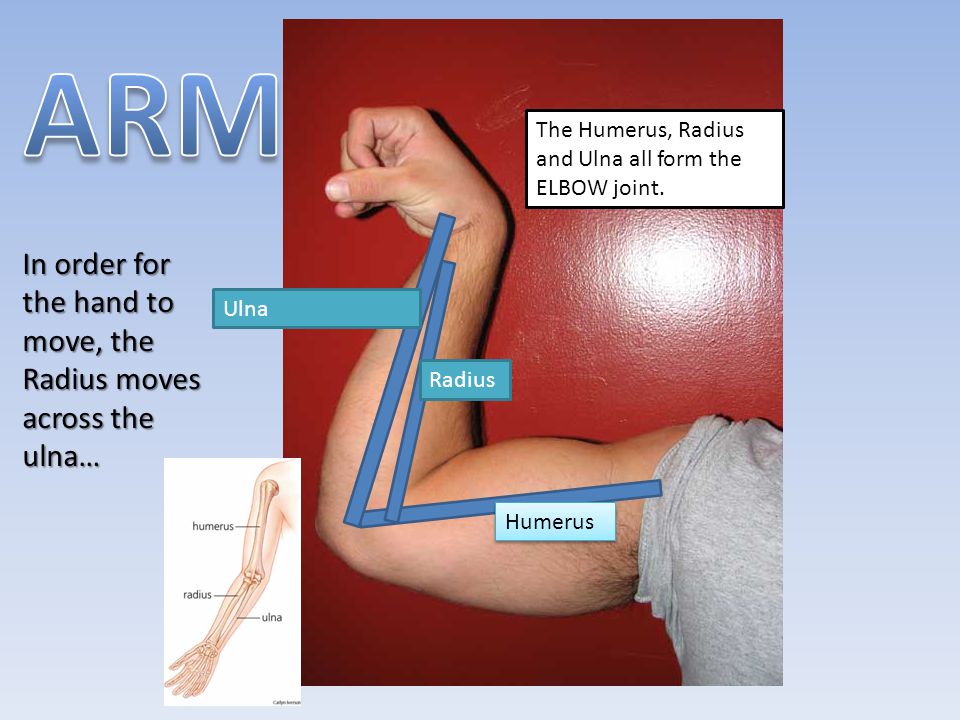 ARM In order for the hand to move, the Radius moves across the ulna…