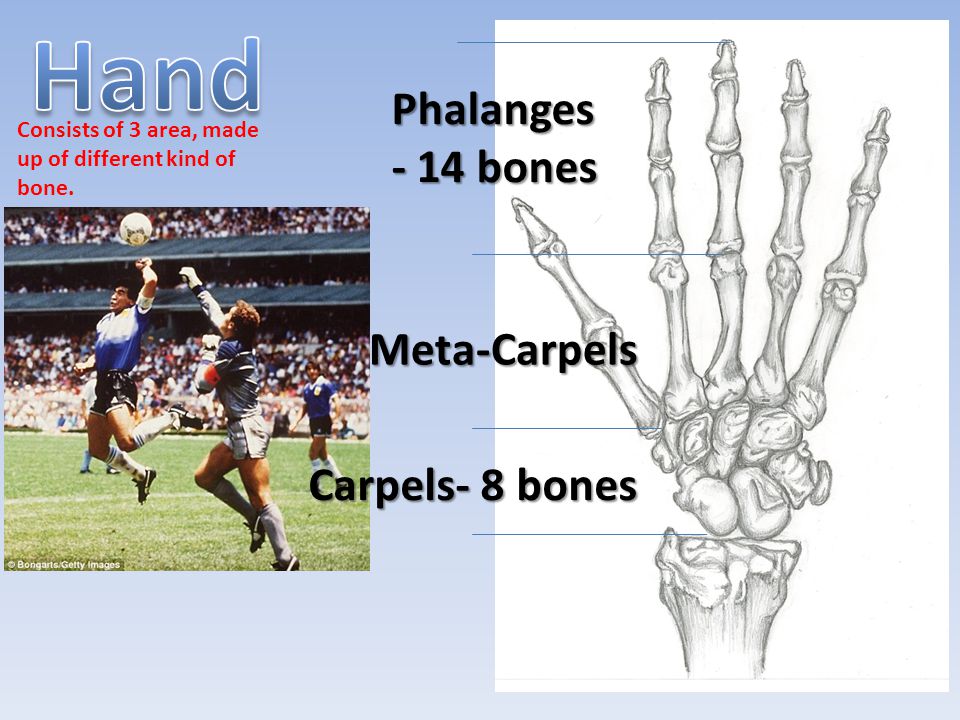 Hand Phalanges- 14 bones Meta-Carpels Carpels- 8 bones