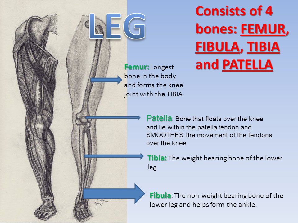 LEG Consists of 4 bones: FEMUR, FIBULA, TIBIA and PATELLA