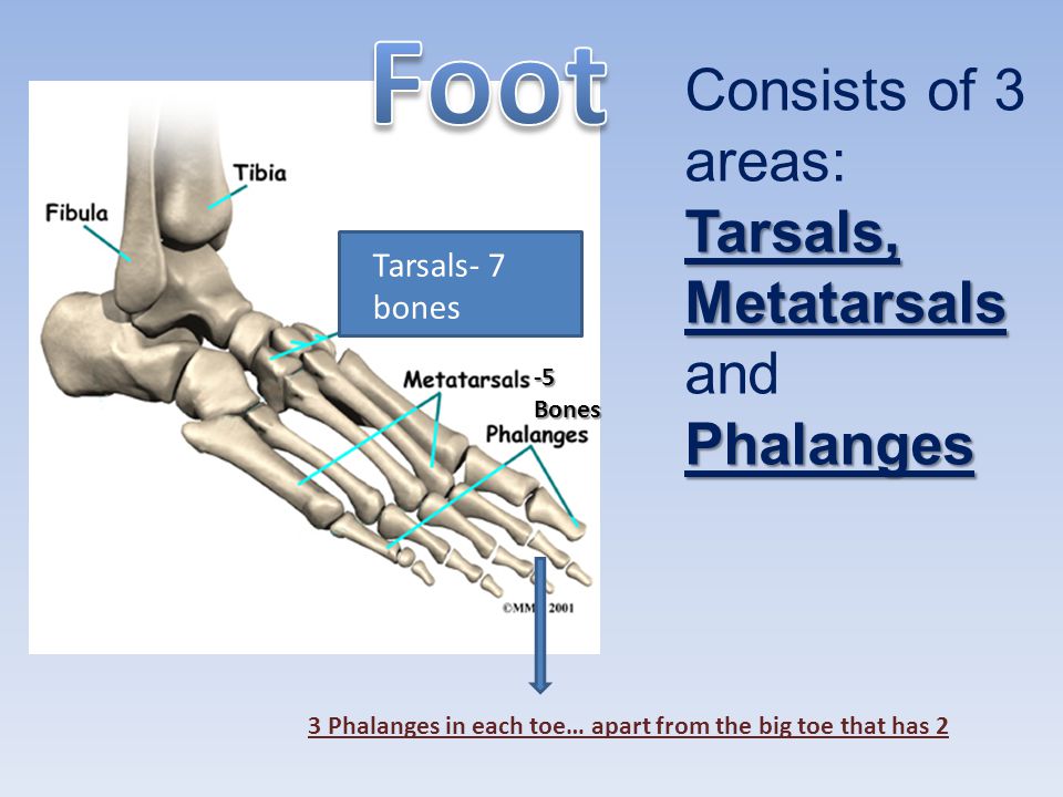 Foot Consists of 3 areas: Tarsals, Metatarsals and Phalanges