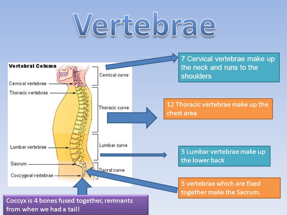 Vertebrae 7 Cervical vertebrae make up the neck and runs to the shoulders. 12 Thoracic vertebrae make up the chest area.