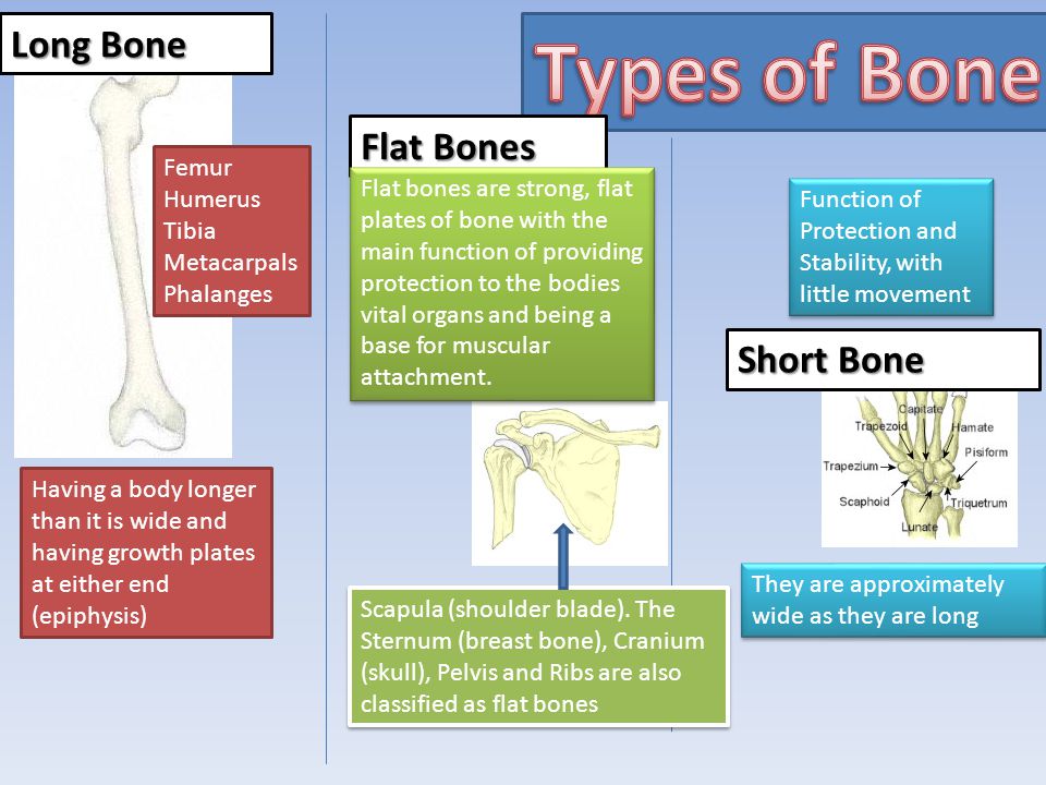 Types of Bone Long Bone Flat Bones Short Bone Femur Humerus Tibia