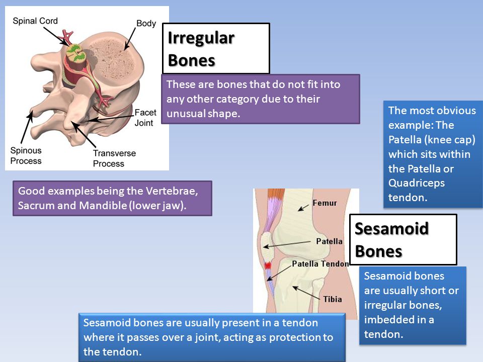 Irregular Bones Sesamoid Bones