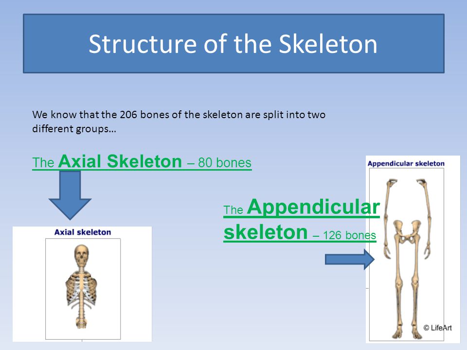 Structure of the Skeleton