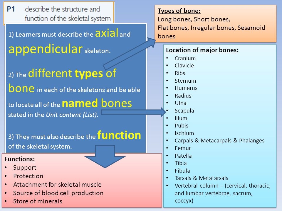 Flat bones, Irregular bones, Sesamoid bones