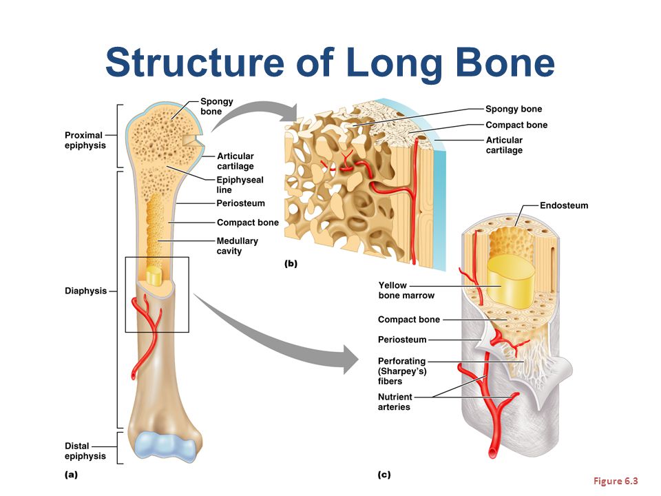 Skeletal System Overview Ppt Video Online Download