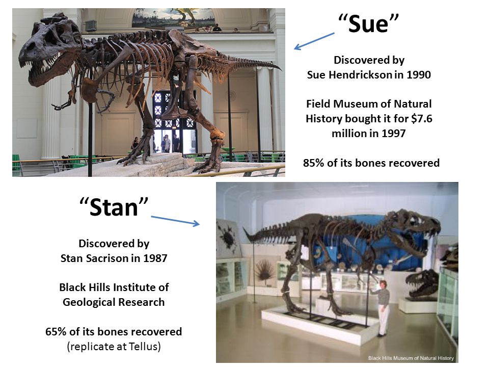Tyrannosaurus Rex ” Deducing the life style of the dinosaur - ppt video  online download