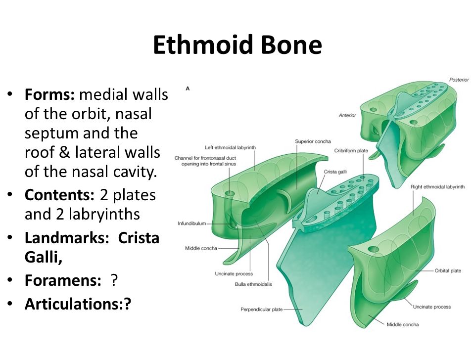 The bones form. Medial Wall of the Orbit. Walls and connection of the Nasal cavity..