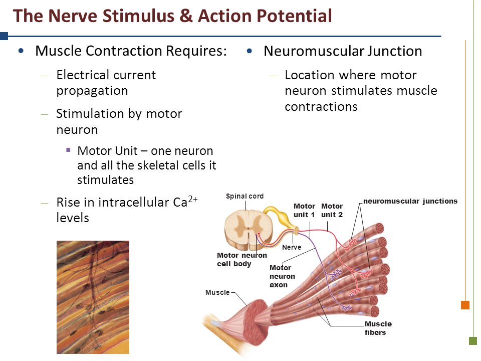 The Nerve Stimulus & Action Potential.