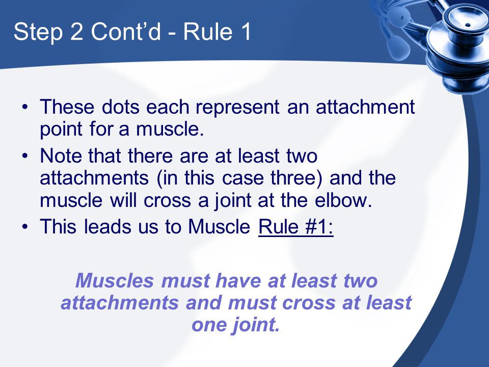 4 2 1 Muscle Rules Chart