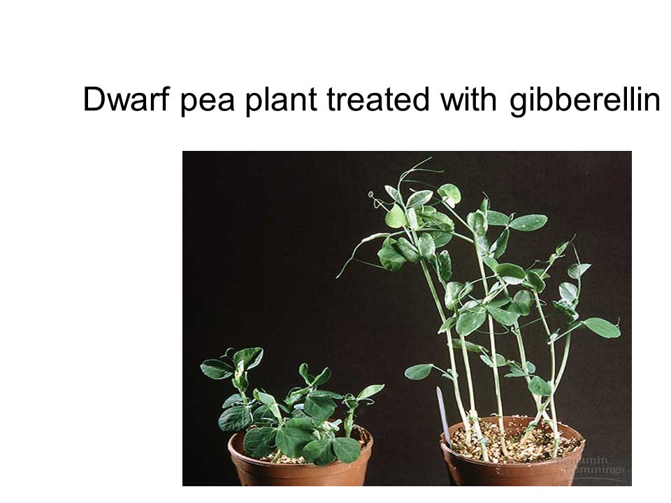 Gibberellins Plant Physiology Ii Bs Botany 7th Semester Ppt Video Online Download