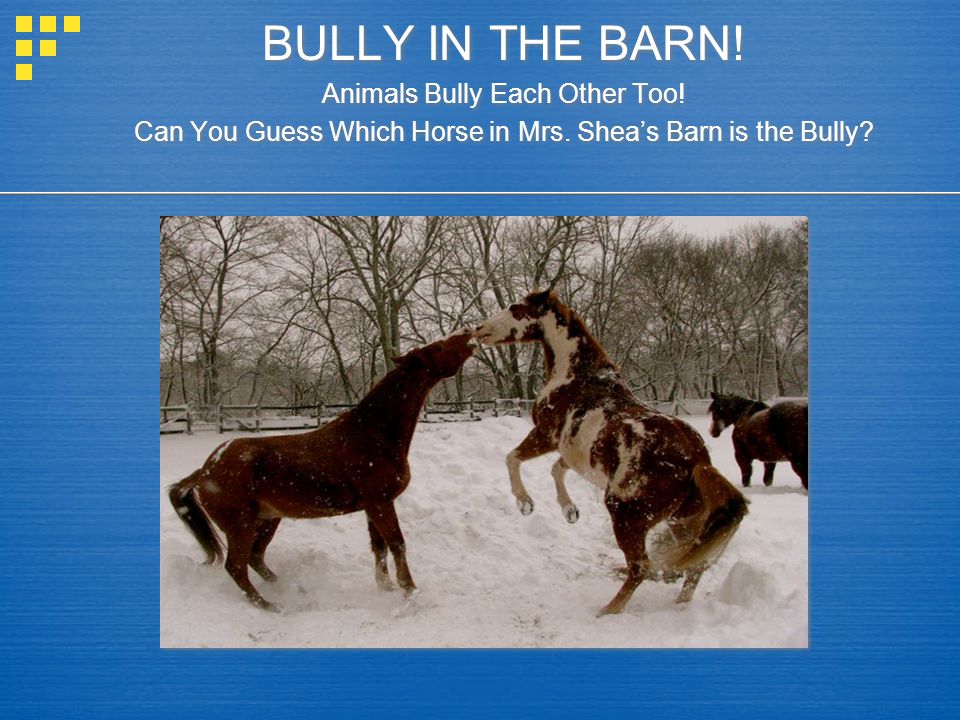 BULLY IN THE BARN! Animals Bully Each Other Too!