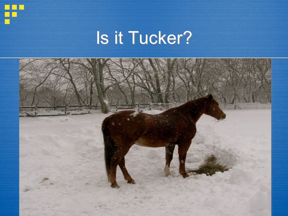 Is it Tucker