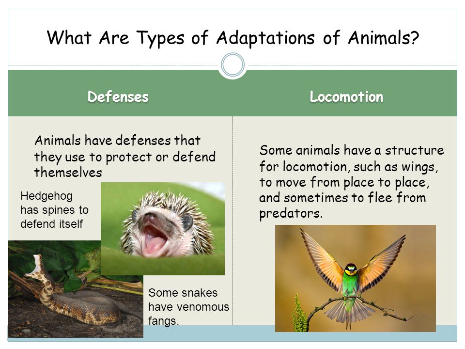 ANIMAL ADAPTATIONS CHAPTER 3 LESSON ppt download