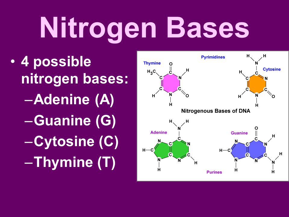 Nitrogen Bases 4 possible nitrogen bases: Adenine (A) Guanine (G)