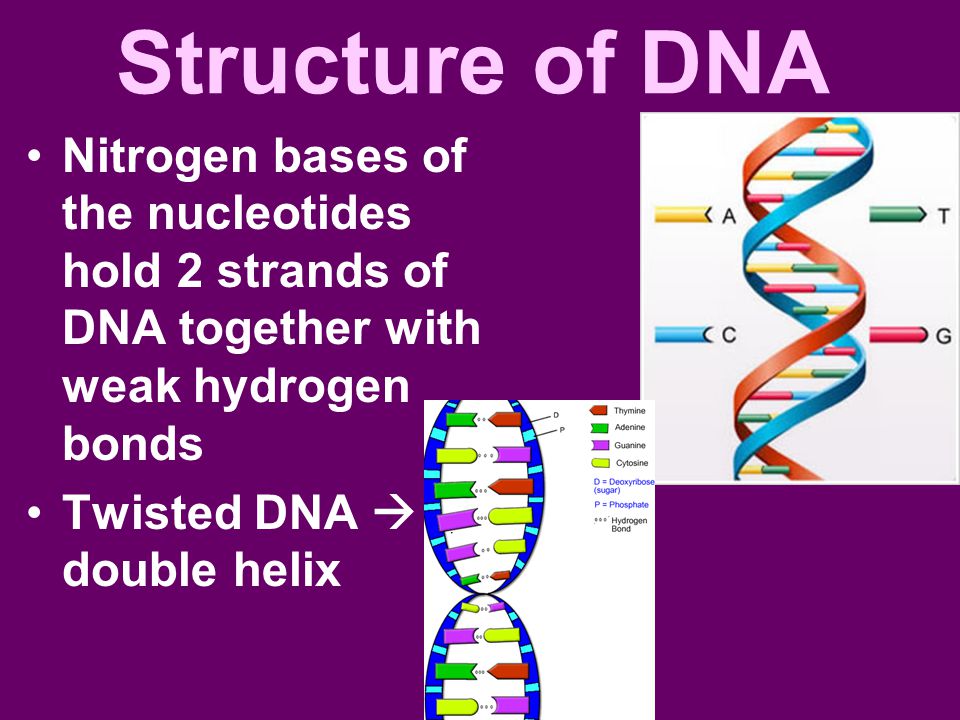 Structure of DNA Nitrogen bases of the nucleotides hold 2 strands of DNA together with weak hydrogen bonds.