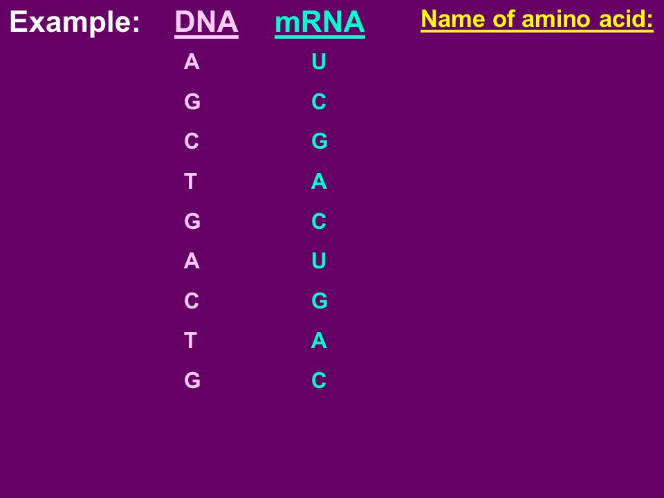 Example: DNA mRNA Name of amino acid: A G C T U C G A