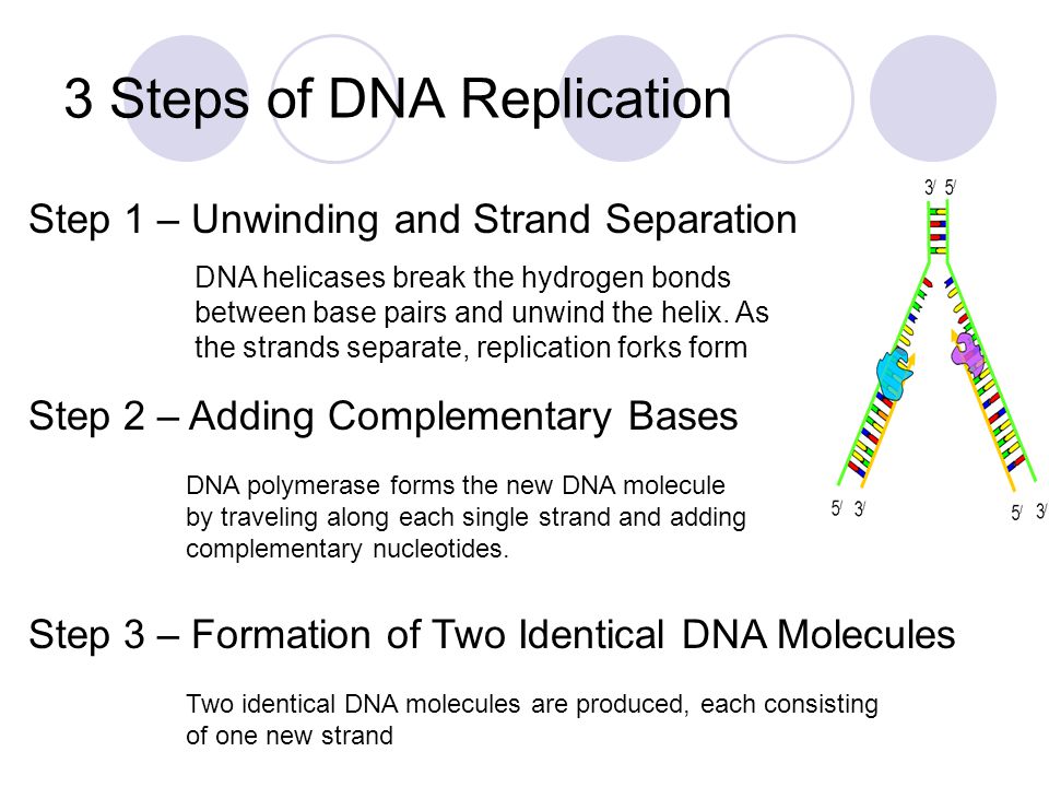 Replicate forf face to many. DNA Replication steps. Forms of DNA Replication. Stages of the DNA Replication process. Basic steps of how DNA Storage steps:.
