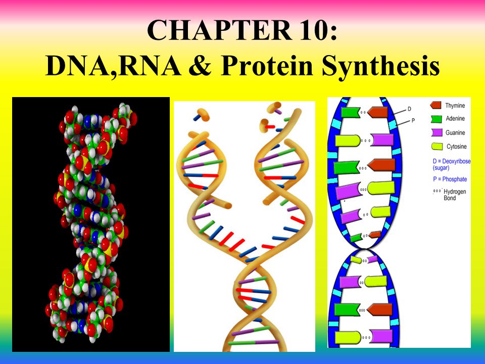 CHAPTER 10: DNA,RNA & Protein Synthesis.