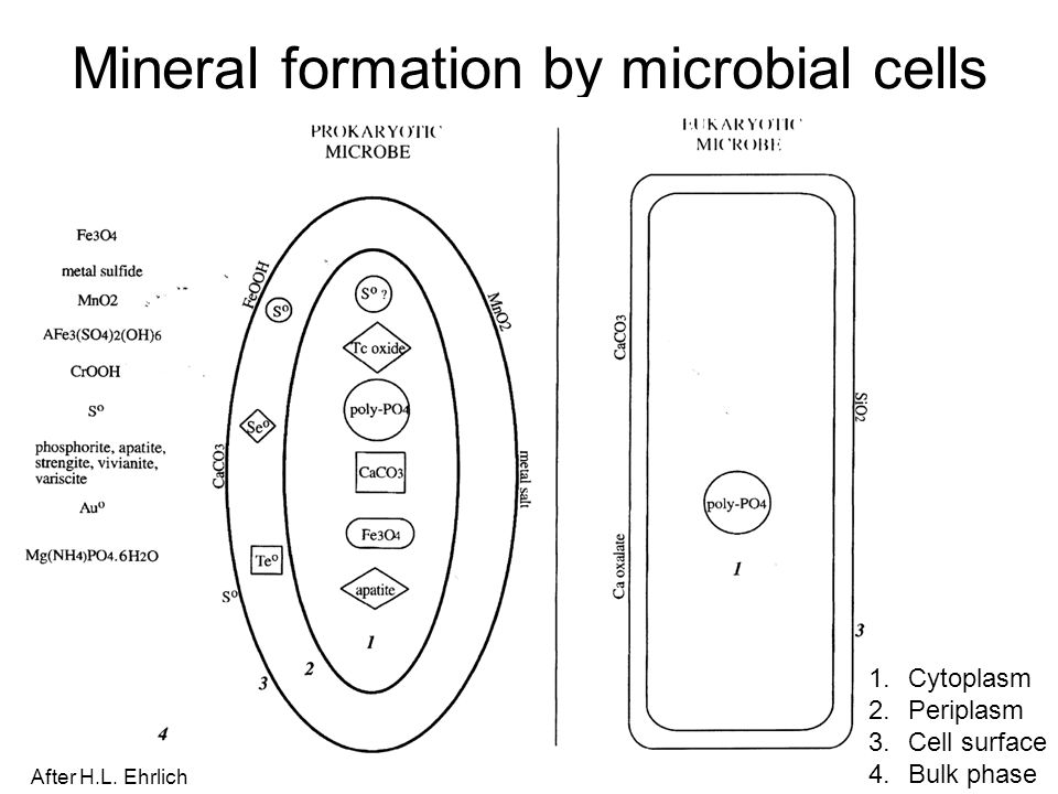 Mineral formation by microbial cells