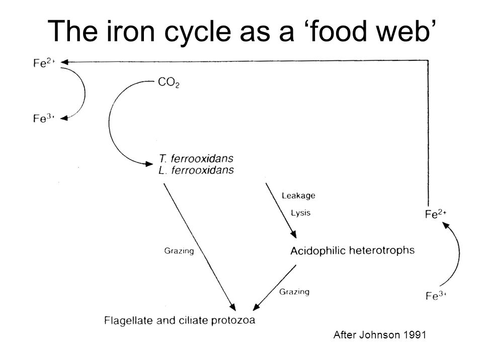 The iron cycle as a ‘food web’