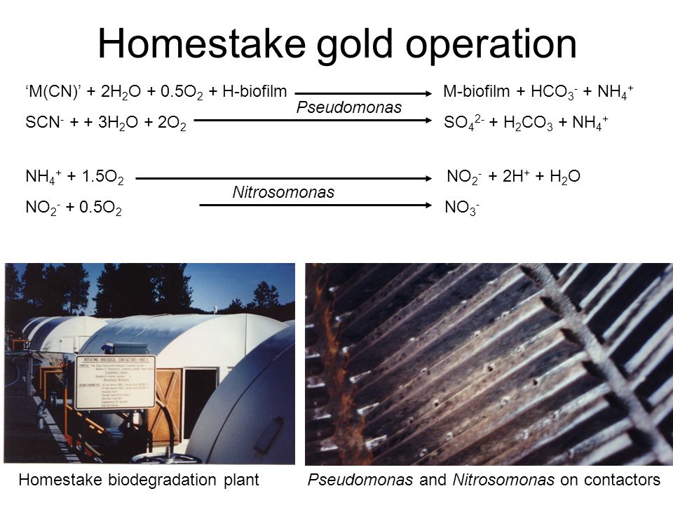 Homestake gold operation