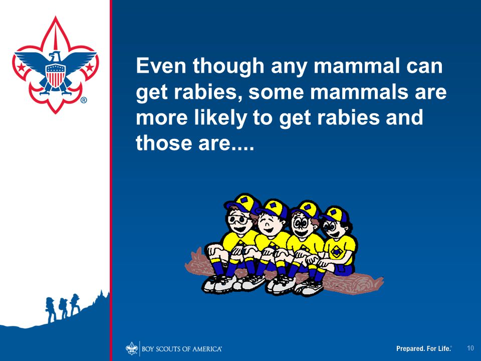 4/12/2017 Even though any mammal can get rabies, some mammals are more likely to get rabies and those are....