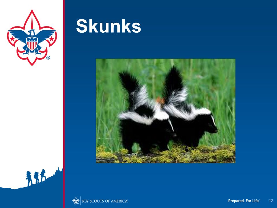 4/12/2017 Skunks. About 150 skunks are diagnosed with rabies every year in Virginia.