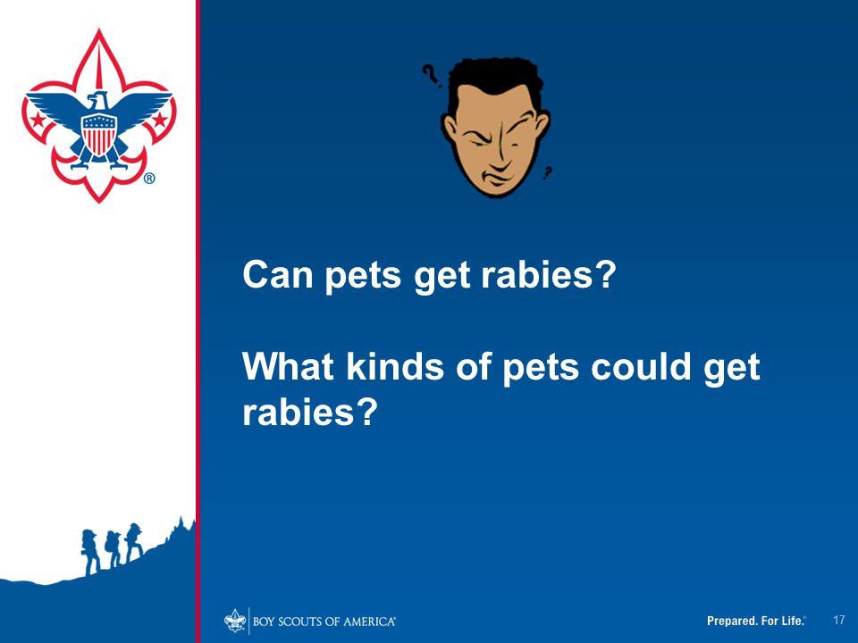 Can pets get rabies What kinds of pets could get rabies