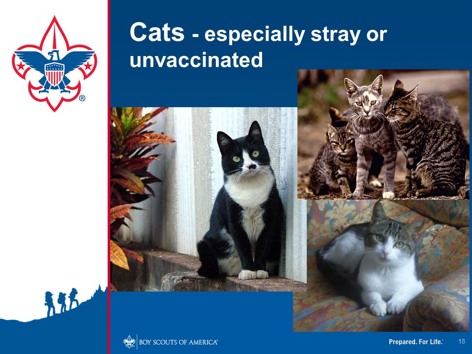 Cats - especially stray or unvaccinated