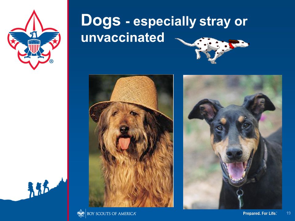 Dogs - especially stray or unvaccinated