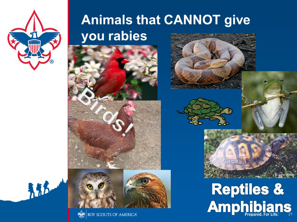 Animals that CANNOT give you rabies
