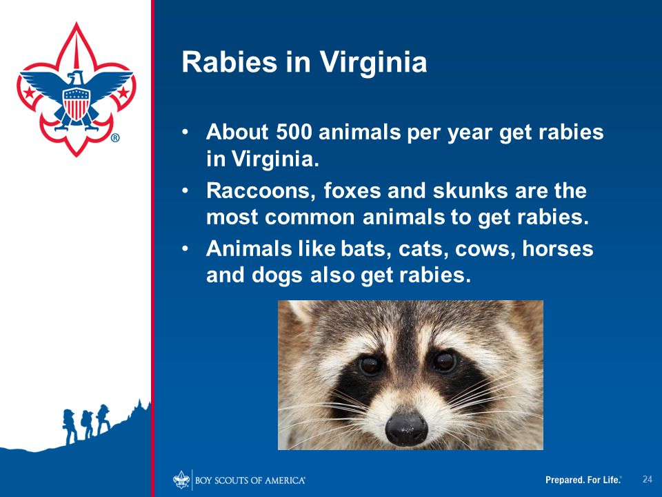 Rabies in Virginia About 500 animals per year get rabies in Virginia.