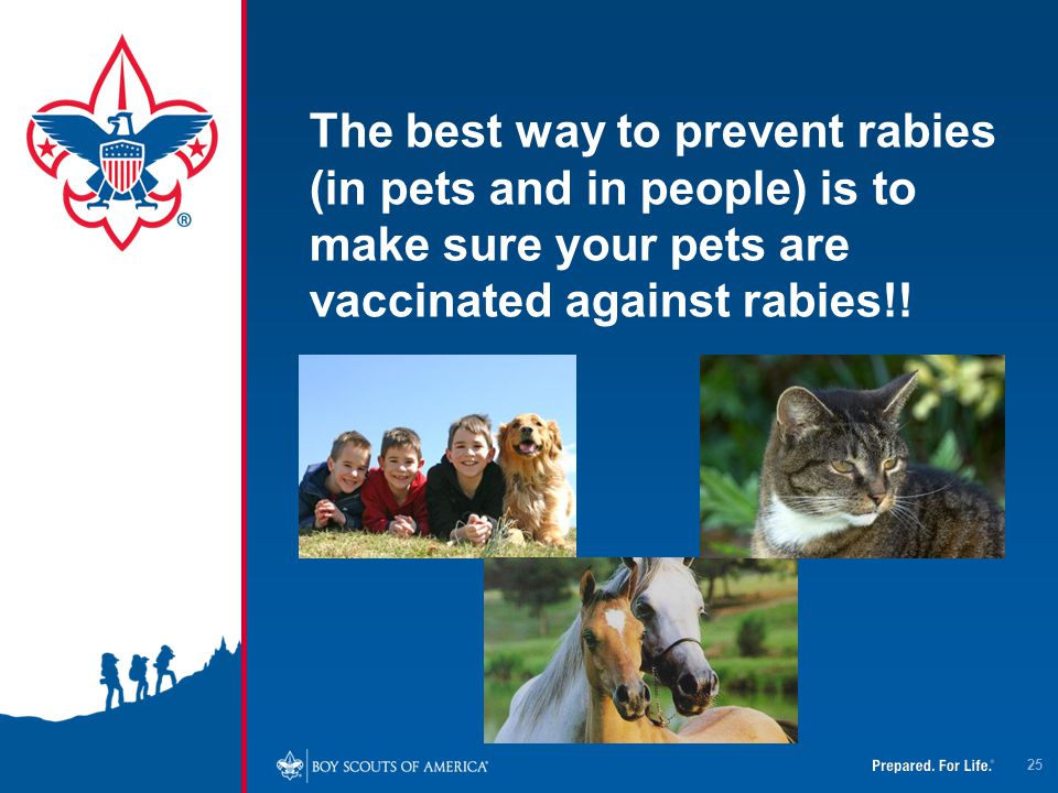4/12/2017 The best way to prevent rabies (in pets and in people) is to make sure your pets are vaccinated against rabies!!