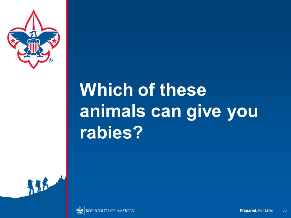 Which of these animals can give you rabies