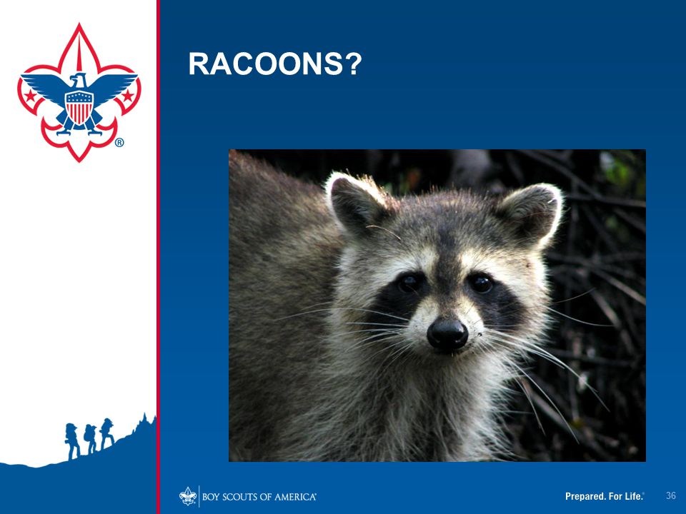 RACOONS