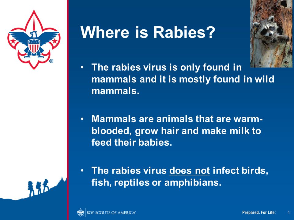 4/12/2017 Where is Rabies The rabies virus is only found in mammals and it is mostly found in wild mammals.
