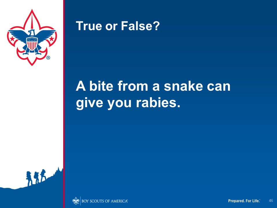 A bite from a snake can give you rabies.