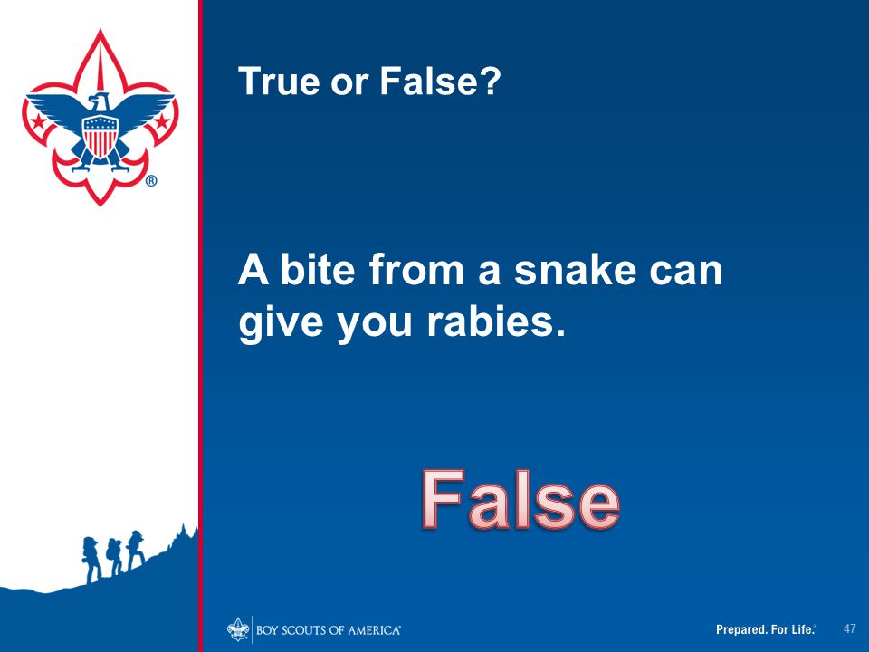 True or False A bite from a snake can give you rabies. False