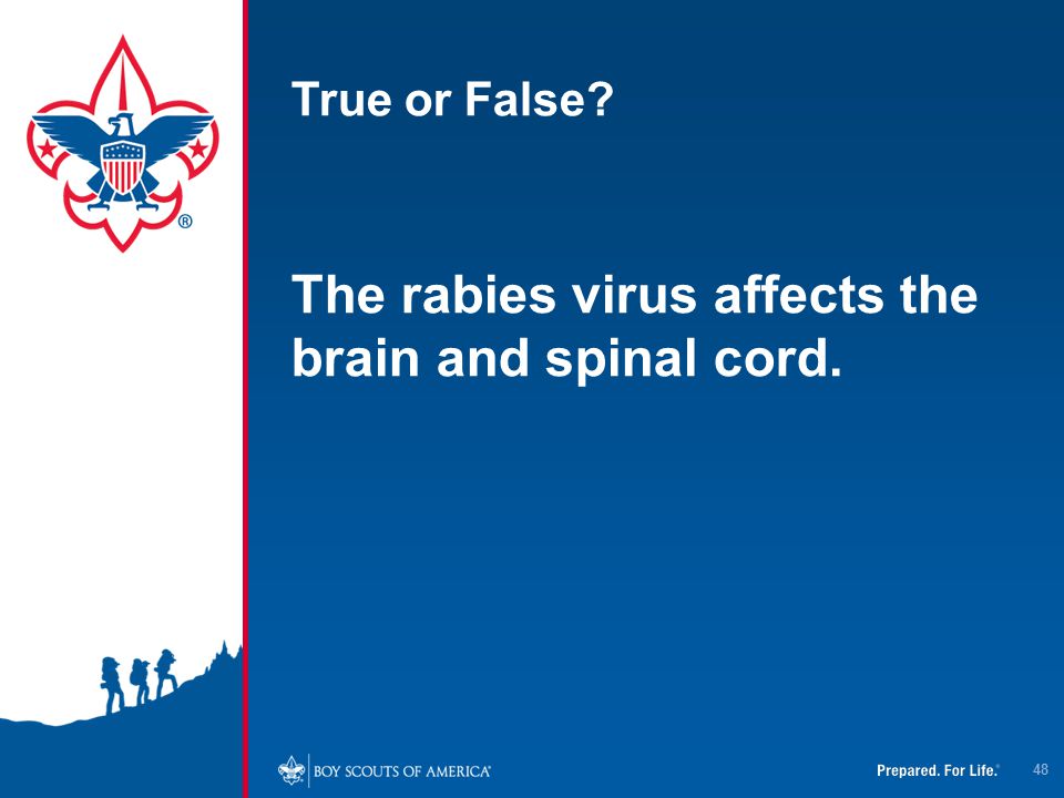 The rabies virus affects the brain and spinal cord.
