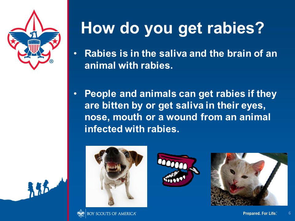 4/12/2017 How do you get rabies Rabies is in the saliva and the brain of an animal with rabies.