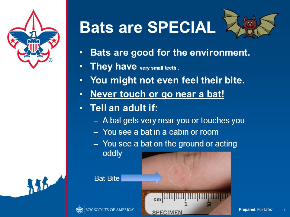 Bats are SPECIAL Bats are good for the environment.