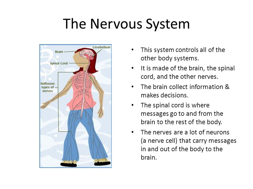 By Timothy Lester Tj Mrs Mize 5th Grade Science Ppt Video Online Download