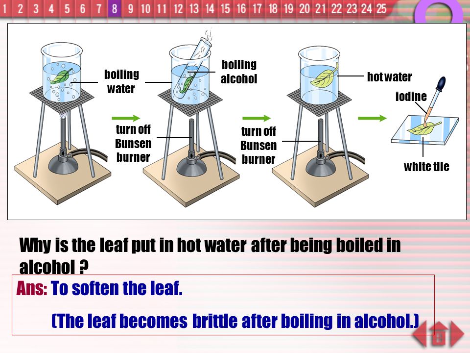 Why is the leaf put in hot water after being boiled in alcohol