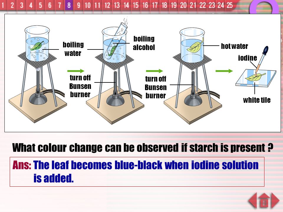 What colour change can be observed if starch is present