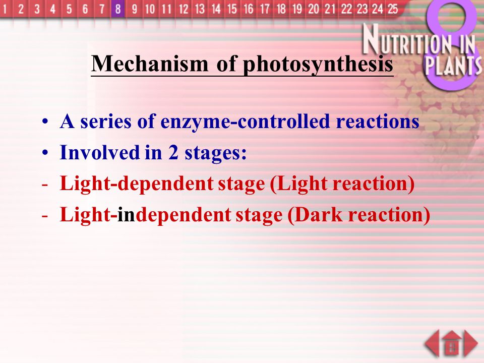 Mechanism of photosynthesis